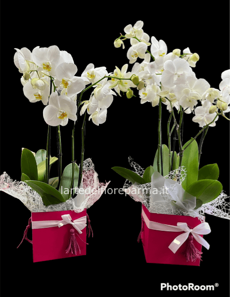 Pianta di Phaleonopsis, diversi colori a richiesta.