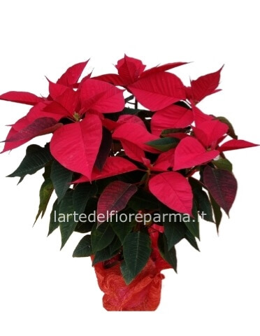 Stella di Natale disponibile in varie misure