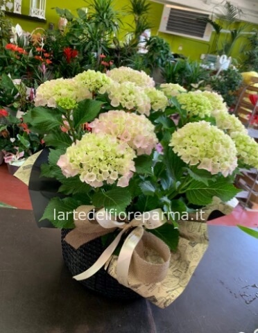 Ortensia fiorita disponibilità stagionale